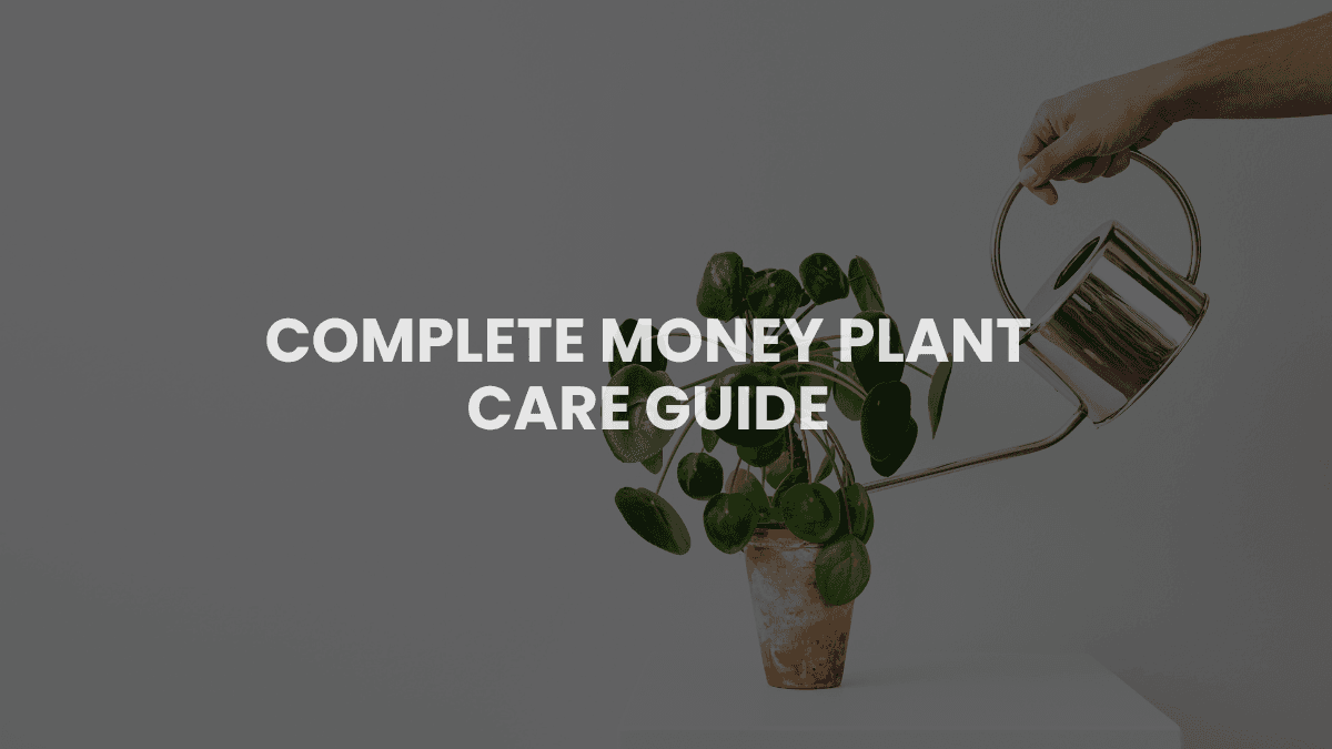 Complete Money Plant Care Guide: Everything You Need to Grow a Healthy Plant