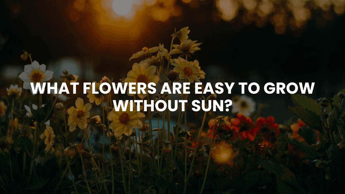 What Flowers Are Easy to Grow​ Without Sun?