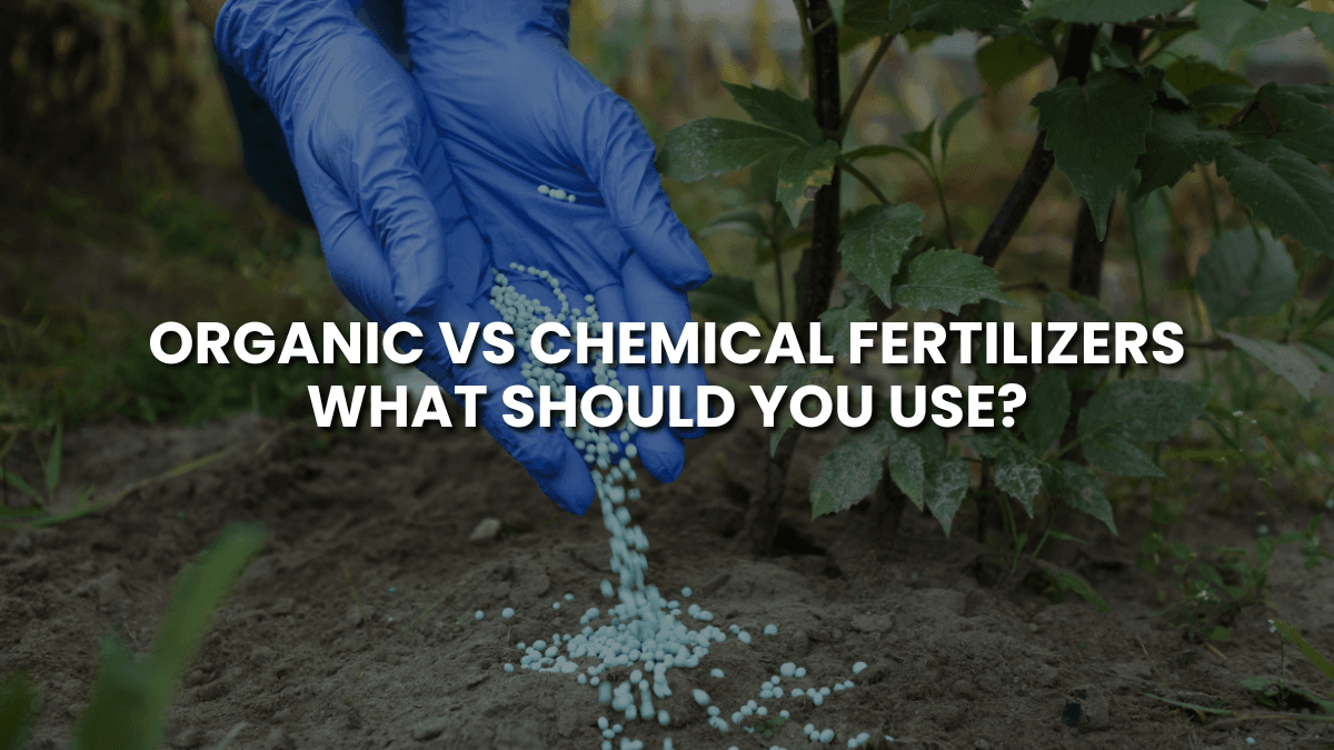 Organic vs Chemical Fertilizers: What Should You Use?