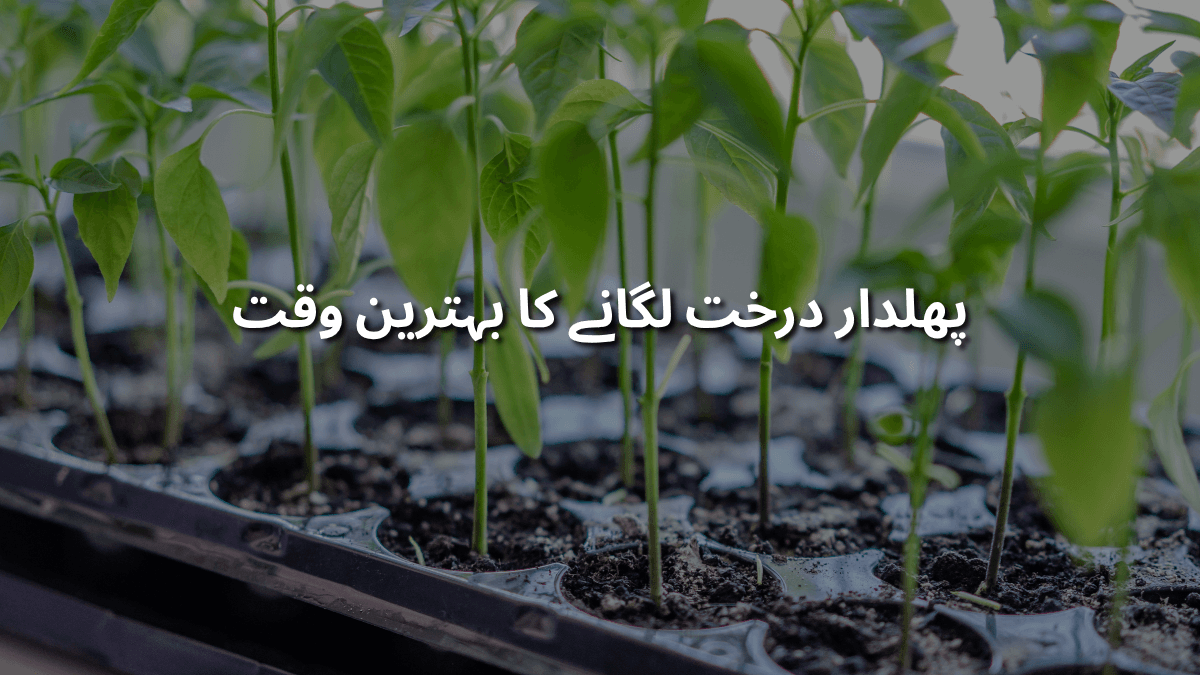 پھلدار درخت لگانے کا بہترین وقت کیا ہے؟