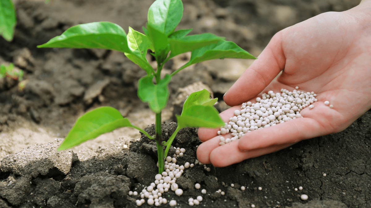 Which Fertilizer Is Best for Fruit Trees? 