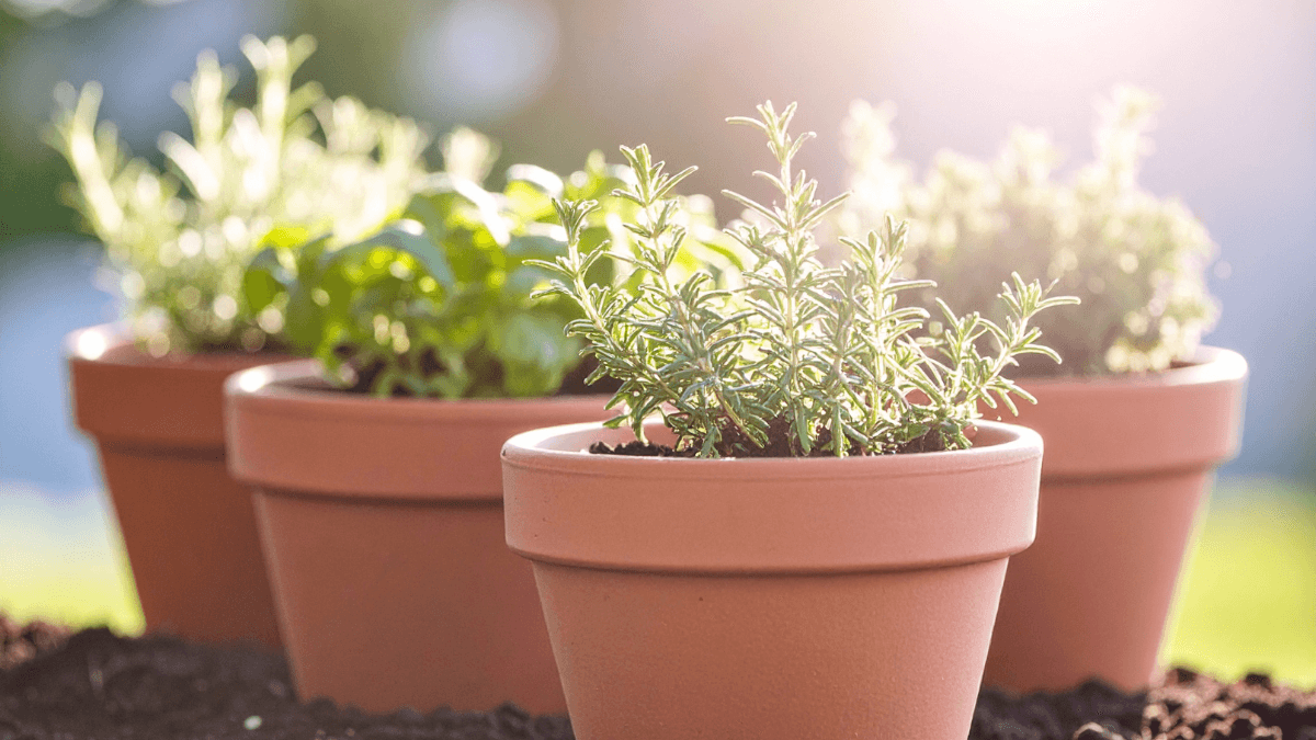 What Herbs Are Easy to Grow in Pots?