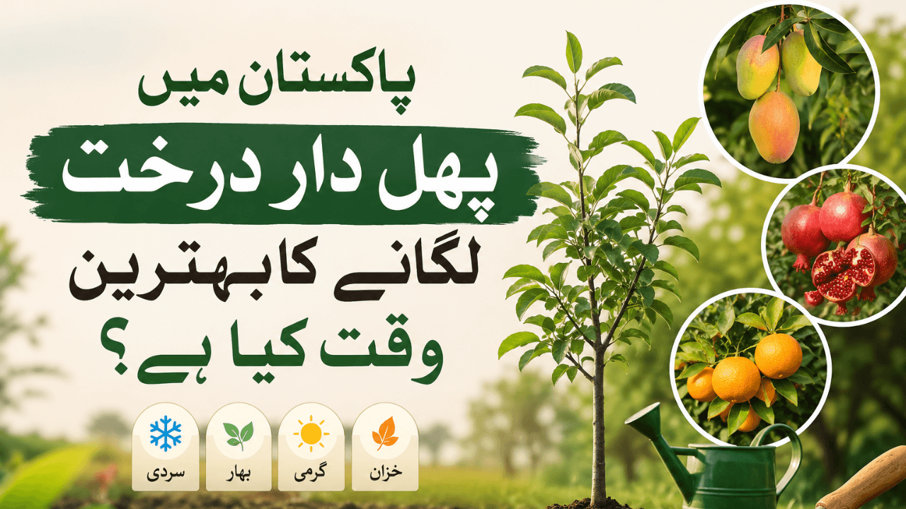 پاکستان میں پھل دار درخت لگانے کا بہترین وقت کیا ہے؟ 