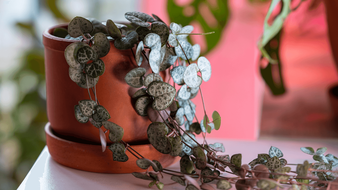 How to Fix Drooping Leaves on Plants? Step-by-Step Guide For Beginners 