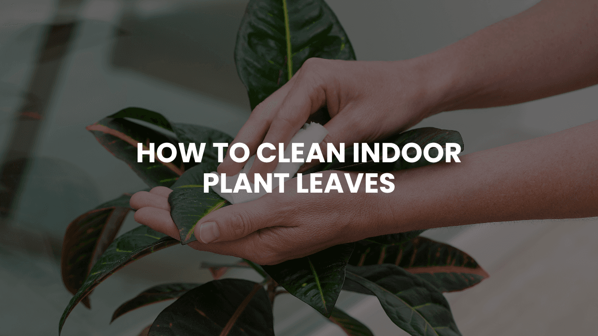 How to Clean Indoor Plant Leaves: The Complete Guide to Dust-Free & Shiny Houseplants