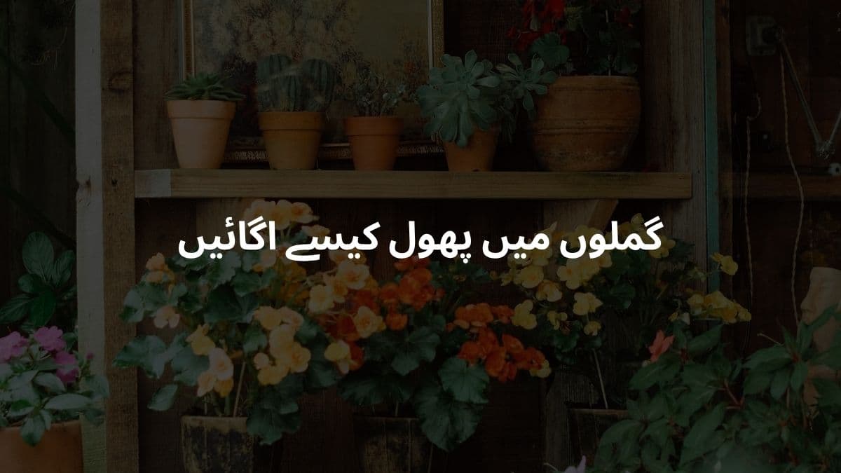 گملوں میں پھول کیسے اگائیں