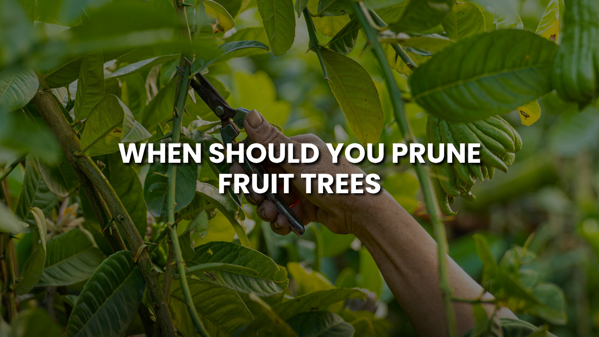 When Should You Prune Fruit Trees? A Complete Guide