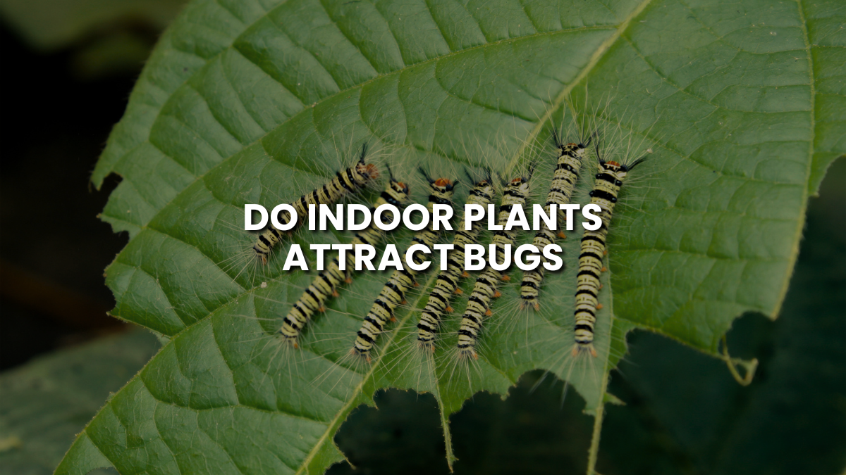 Do Indoor Plants Attract Bugs? (Myths, Facts & Easy Fixes)