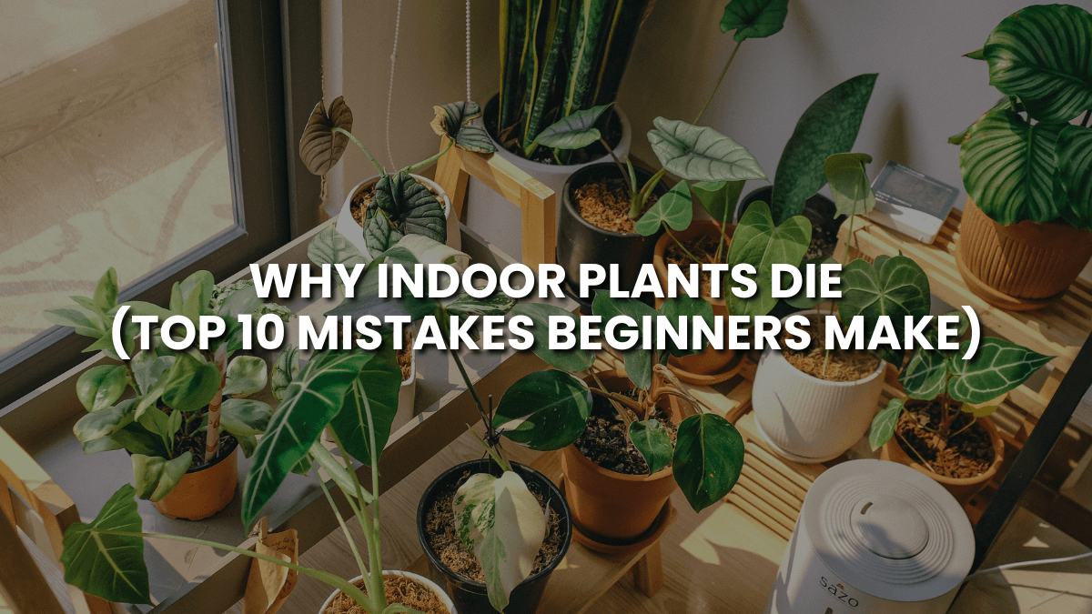 Why Indoor Plants Die (Top 10 Mistakes Beginners Make)