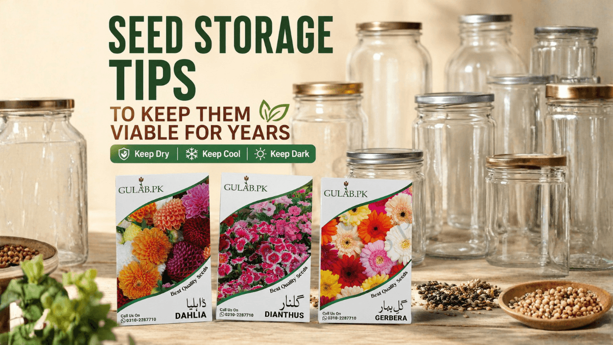 Seed Storage Tips to Keep Them Viable for Years
