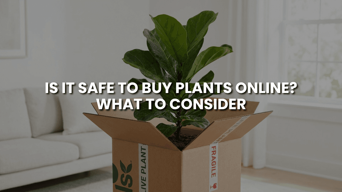 Is It Safe to Buy Plants Online? What to Consider