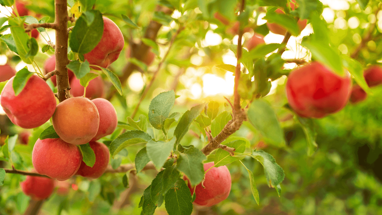 Best Fruit Trees for Hot Climate