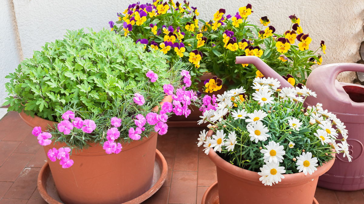 Flowering Plants That Can Be Grown Indoors