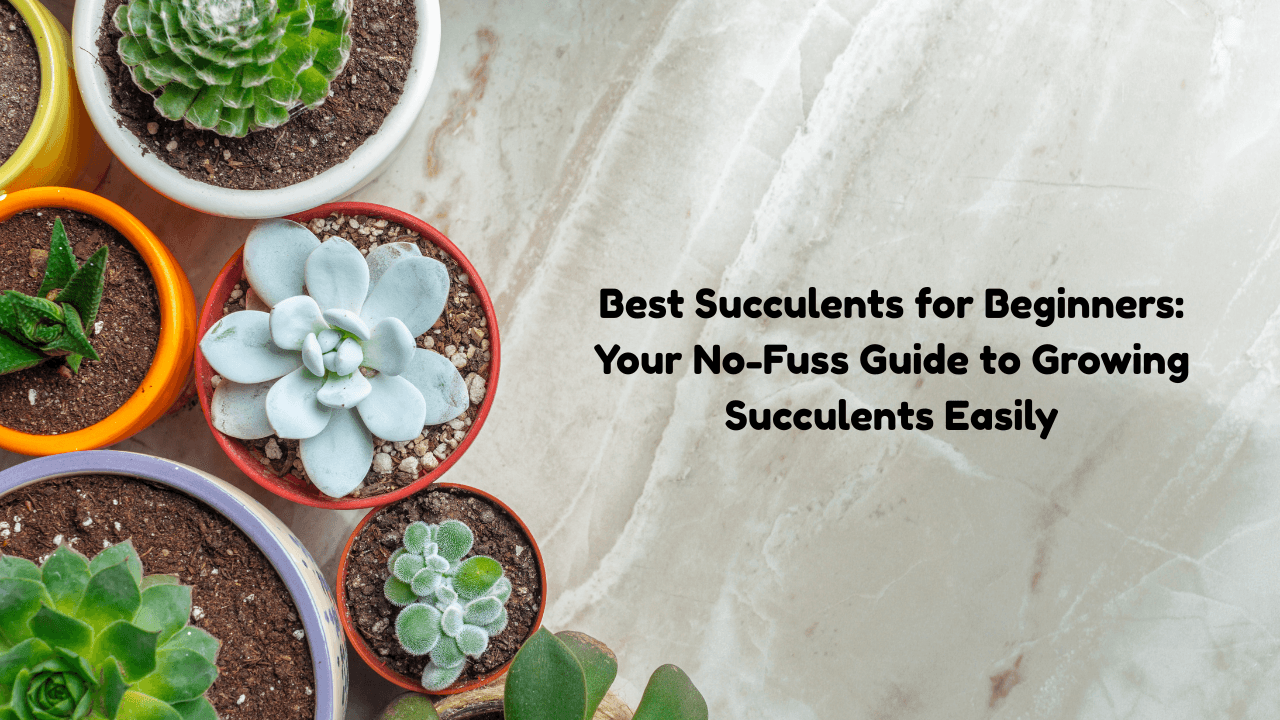Best Succulents for Beginners: Your No-Fuss Guide to Growing Succulents Easily