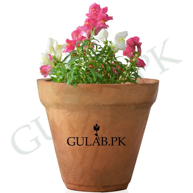 Black Rose | Flowering Plants in Pakistan | Gulab.pk
