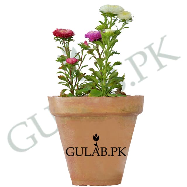 Black Rose | Flowering Plants in Pakistan | Gulab.pk