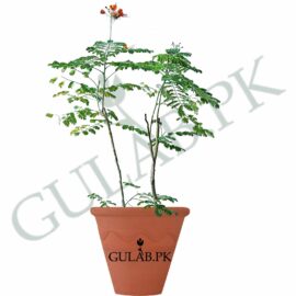 Gulmohar (گلِ مہر)
