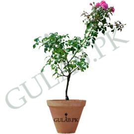 Polyantha Rose / Pink Rose