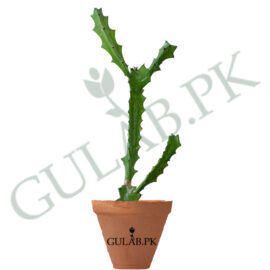 Resin Spurge Cactus