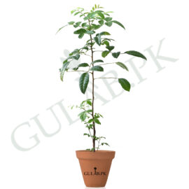 Black Pepper Tree (کالی مرچ کا پودا)