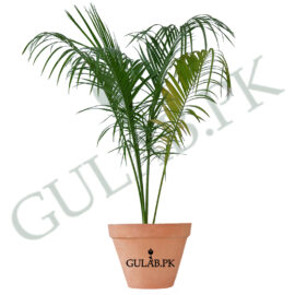 Royal Palm (رائل پام)
