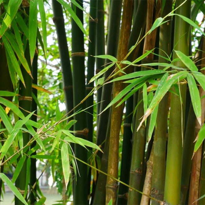 Common Bamboo