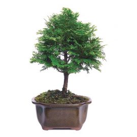 Cypress Tree Bonsai (صنوبر بو نسائی )