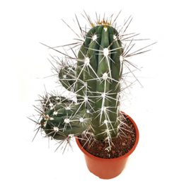 Argentine Toothpick Cactus (ارجمنٹائم ٹوتھ ہک کیکٹس)