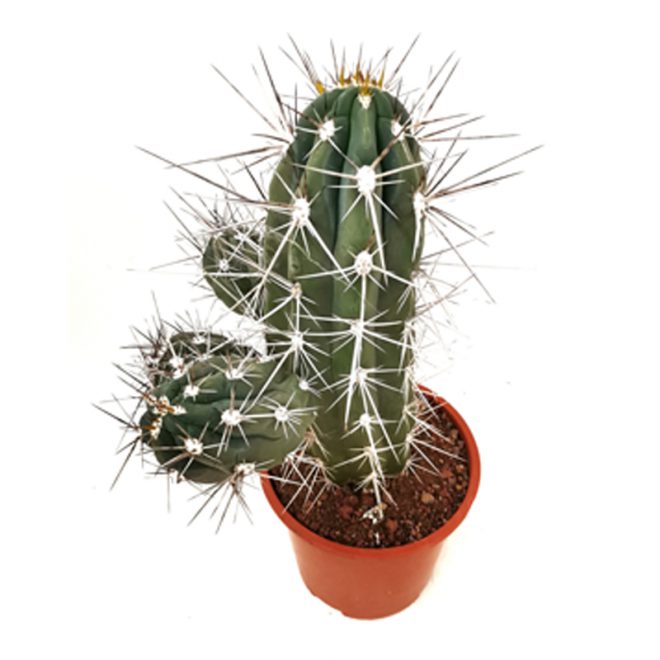 Argentine Toothpick Cactus