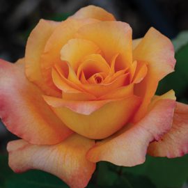 Hybrid Tea Rose / Yellow Rose