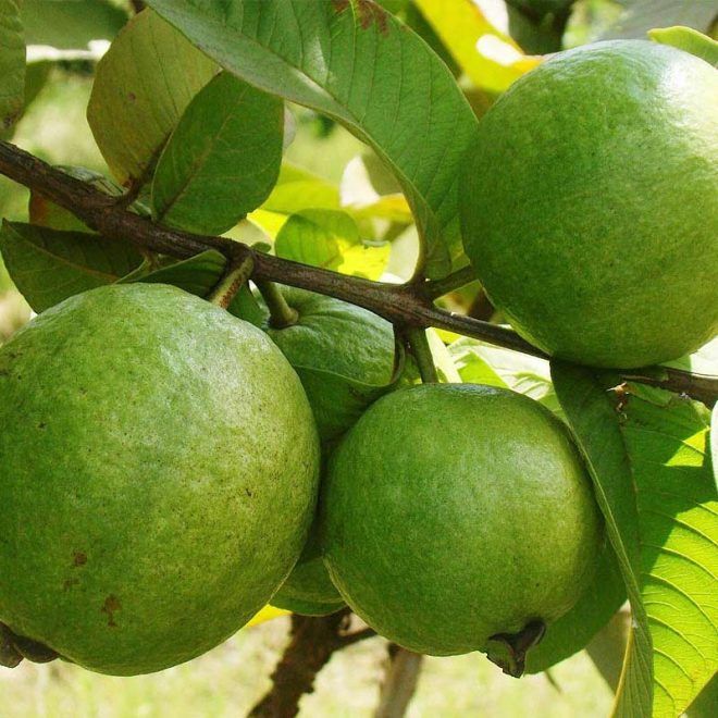 Allahabadi Guava