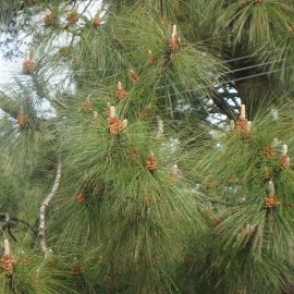 Chir Pine
