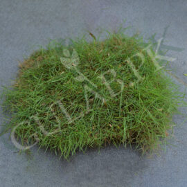 American Grass (امریکن گراس)