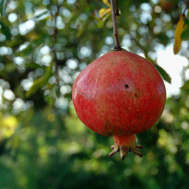 bedana pomegranate