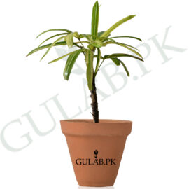 Lady Palm Variegated