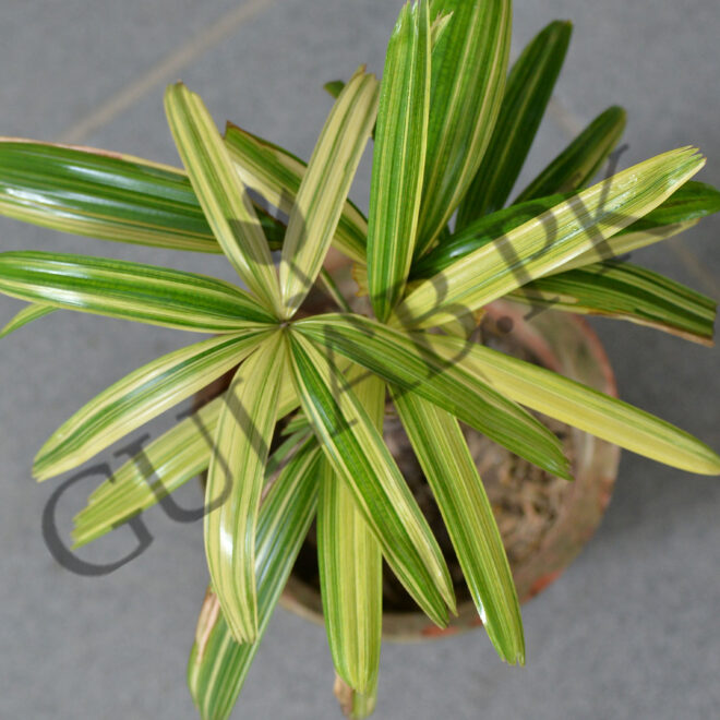 Lady Palm Variegated