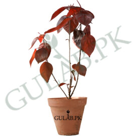 Acalypha Red