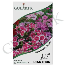 Dianthus Seeds