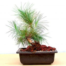 Pine Bonsai (پائن بو نسائی)