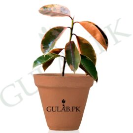 Rubber Plant Red Ruby