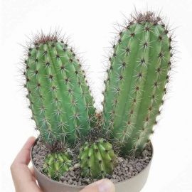 Organ Pipe Cactus (آرگن پائپ کیکٹس)