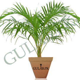 Areca Palm (کین پام یا گولڈن پام)