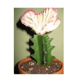 Candelabra Cactus