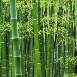 Common Bamboo (بانس)