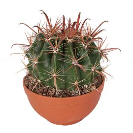 Fishhook Barrel Cactus (فش ہک کیکٹس)