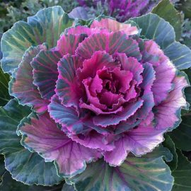 Flowering Cabbage (نمائشی گوبھی)