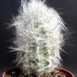 Old Man Cactus (اولڈمین کیکٹس)