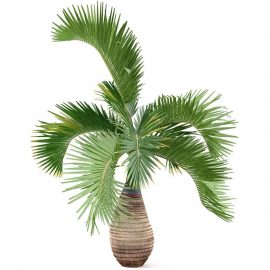 Bottle Palm (بوتل پام)