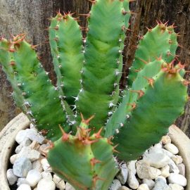 Resin Spurge Cactus