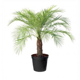 Phoenix Palm (فونیکس پام)
